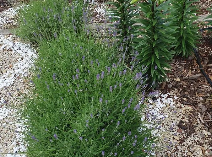 студия лилия Къща за гости