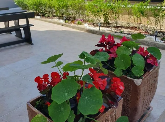 студия лилия 4* Zarewo